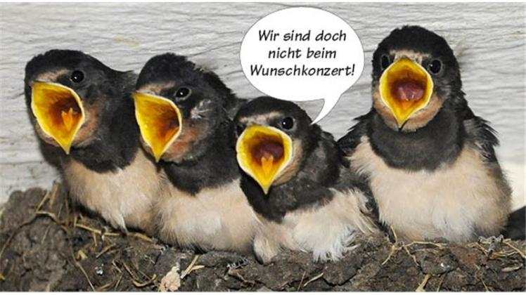 Die besten Sprüche zu "Wer sagt's denn?" NOZ