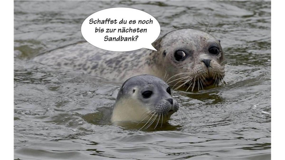 Tierische Sprüche SHZ