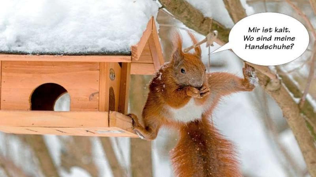 Tierische Sprüche NOZ