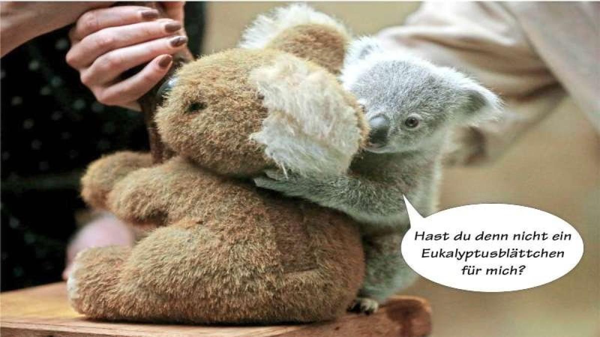 Tierische Sprüche SHZ