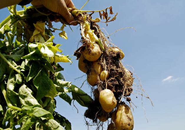 Da Kartoffeln so zickig sind, lässt man sie am besten so lange es geht im Boden und legt sie dann in die Erdmiete.