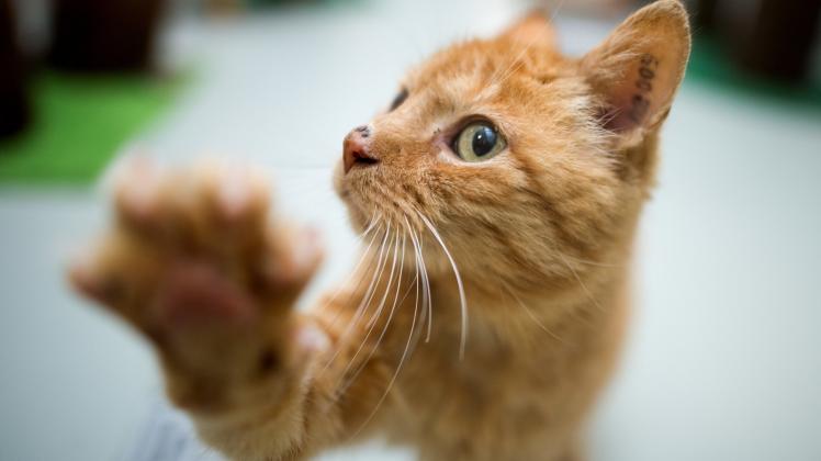 Zum zehnten Mal gibt es das kostenlose Kastrationsangebot fÃ¼r Katzen in SÃ¼dtondern