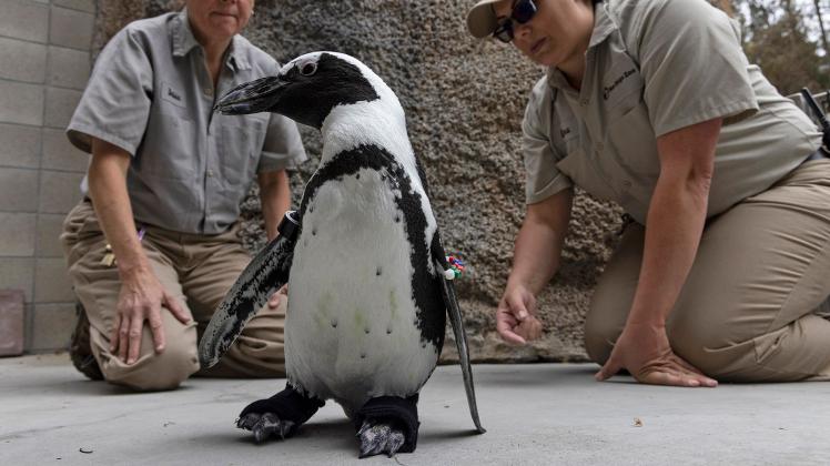 Pinguin