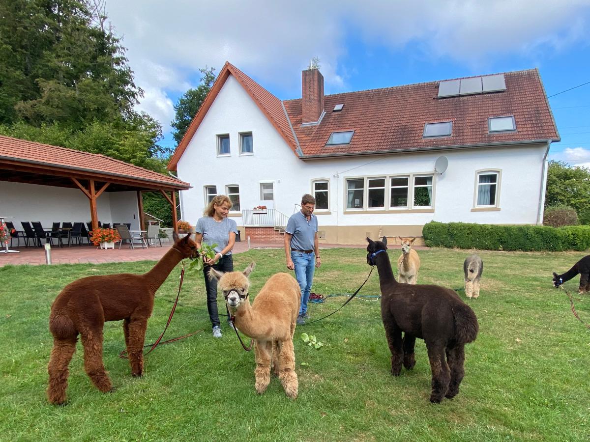 Am G stehaus Ossenbrock in Bissendorf Jeggen gibt es Alpakas NOZ