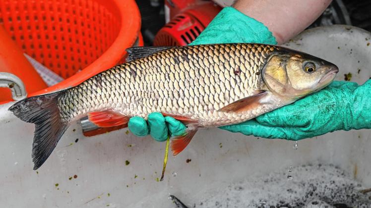 Wissenschaftler untersuchen den Fischbestand im Fluss Oder