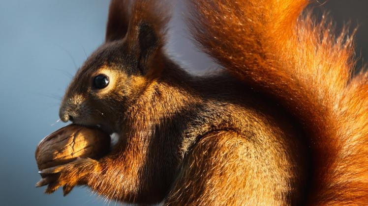 Red Squirrel With A Nut In Krakow A red squirrel is seen with a nut in Krakow, Poland on December 13, 2021. Krakow Polan