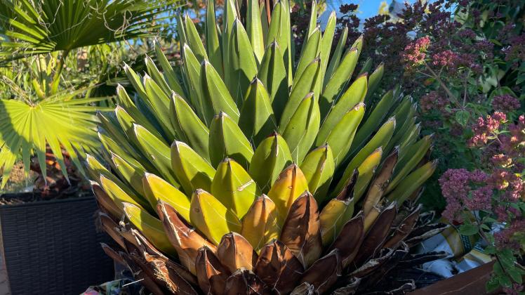40 Jahre alte Agave blht in Garten in Hohenlockstedt