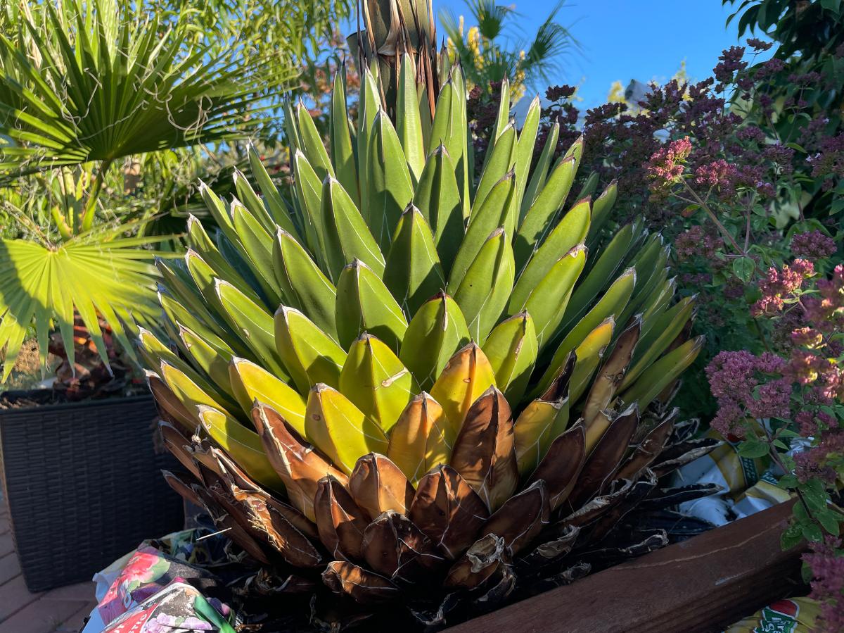 40 Jahre alte Agave blht in Garten in Hohenlockstedt