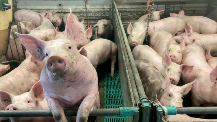 Dicht gedrängt stehen die Schweine in einem Stall, der innerhalb der Schweinepest-Sperrzone liegt. Die Vermarktung der Tiere und des Fleisches bereitet den Bauern Probleme.