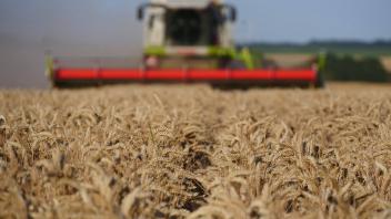 Feld mit reifen Winterweizen im schoenen Sonnenlicht wird geerntet in Vienenburg im Landkreis Goslar am Harz im Bundesl