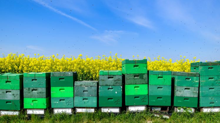Sortenreine Honige: Wie bleiben Bienen bestimmten Blüten treu?