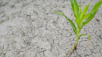 Germany, climate change Germany, climate change, drought, dried maize field *** DEUTSCHLAND, MV, Malchin, Klimawandel, D