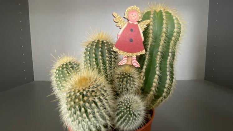 Mit einem Kaktus als Geschenk machte sich schon mancher Mann unbeliebt bei der Schwiegermutter.