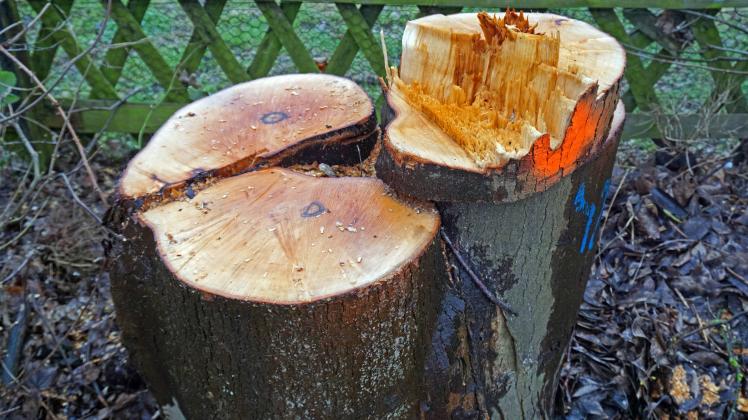 Mögliche Gefahrenbäume Ein Druckzwiesel war ursächlich für die Fällung eines Baumes. *** Possible hazard trees A pressur