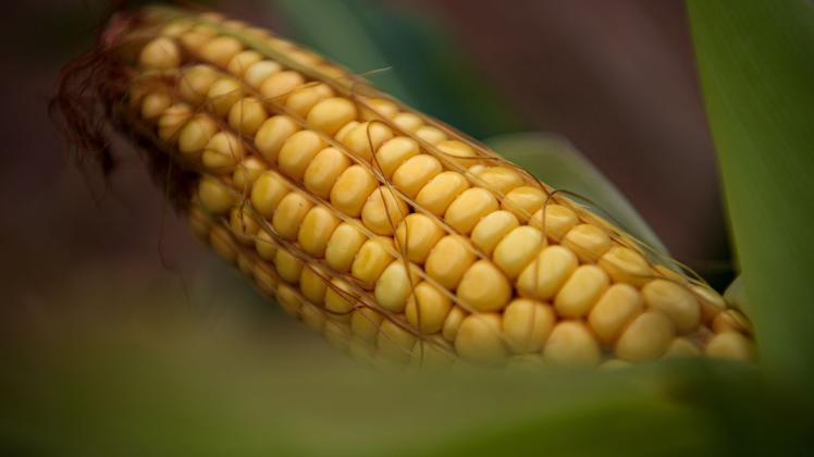 Trockenheit setzt Mais in Niedersachsen zu