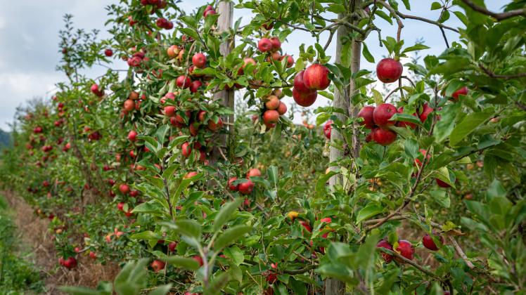 Obstanbau in Deutschland, Apfelplantage während der Erntezeit an einem sonnigen Nachmittag. Gesundes Obst aus regionaler