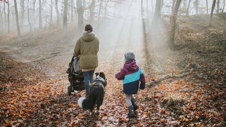 Mother with children and border collie during forest walk in autumn model released Symbolfoto property released PUBLICAT