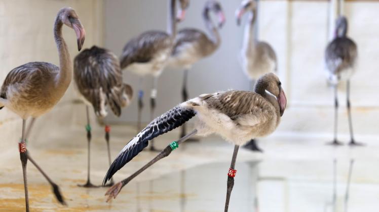 Acht Kuba-Flamingos im Kölner Zoo geschlüpft