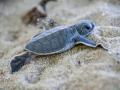 (220616) -- REDANG ISLAND, June 16, 2022 -- A newly hatched baby green turtle is seen after it came out of the nest at t