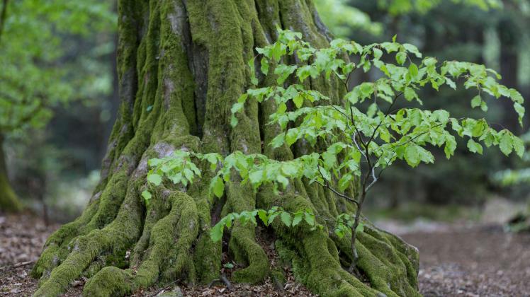 Hainbuche (Carpinus betulus) alt und jung im Urwald Sababurg, Rheinhardswald, Nordhessen, Deutschland, Europa *** Hornbe