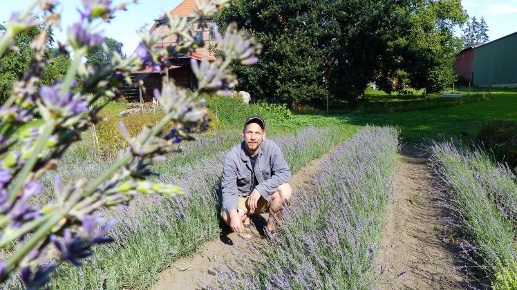 Es erinnert an Südfrankreich. Auf einem Feld in Ostholstein wurde der beliebte Lavendel erfolgreich angebaut. Ebenso üppig wächst das aromatische Basilikum daneben heran. 