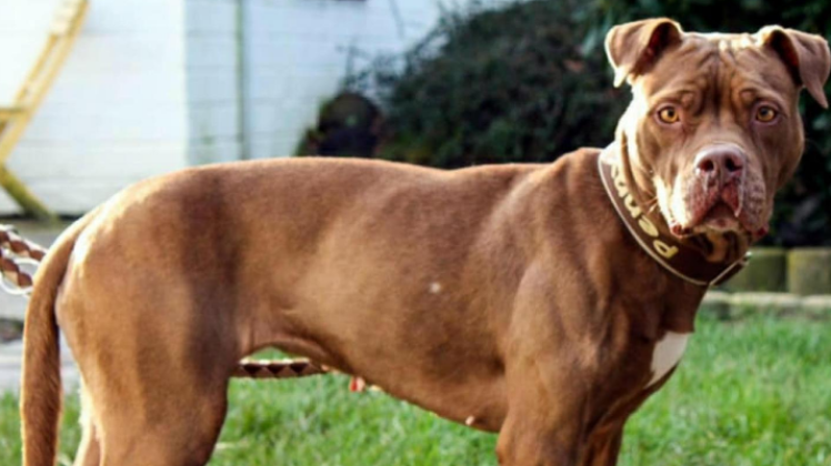 Penni, eine hochgefährliche Pitbull-Terrier-Hündin (Red Nose), wurde von dem Angeklagten entführt.
