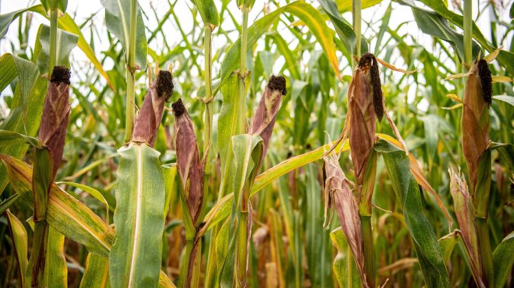 Trockenheit setzt Mais in Niedersachsen zu