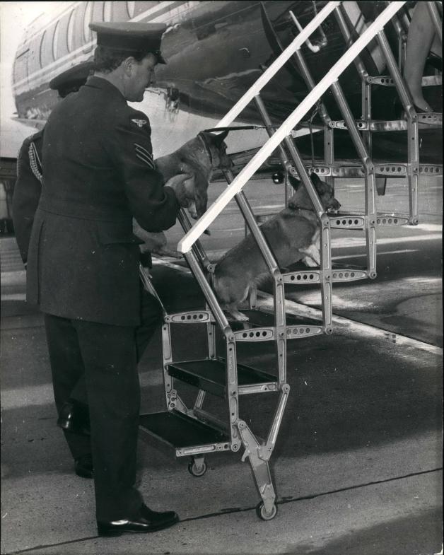 Corgis in Flugbereitschaft: Szene aus dem Jahr 1969.
