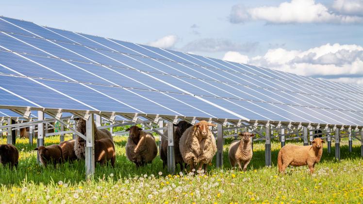 Schafherde unter Solarpanels in einer Freiflächen-Photovoltaikanlage Im Schatten eines großen Trägers mit Sonnenkollekto