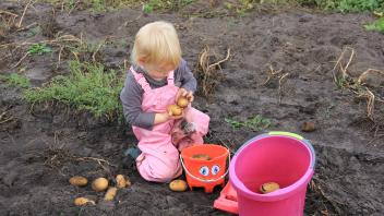 Marie (2) sammelt ihre Kartoffelernte ein.