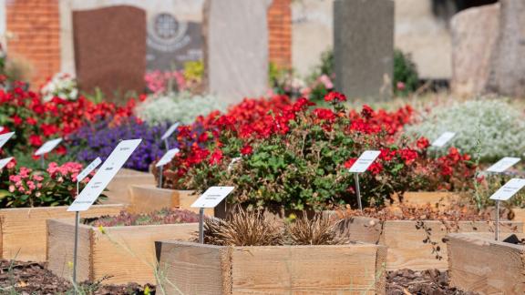 <p>PRODUKTION - Welche Pflanzen mit Trockenheit gut zurechtkommen, testen Friedhofsgärtner in Wiesbaden. Foto: Sebastian Gollnow/dpa/Produktion</p> Friedhofspflanzen