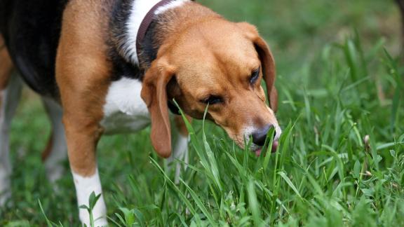 <p>ARCHIV - Wenn der Hund Gras frisst, kann es sein, dass es ihm einfach schmeckt - quasi als Snack im Vorbeigehen. Manche Hunde fressen es aber auch, wenn ihnen schlecht ist - um zu erbrechen. Foto: Jan Woitas/dpa-Zentralbild/dpa-tmn/Archivbild</p> Gras