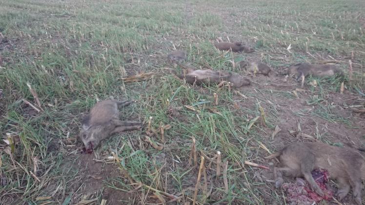 Vom Traktor getötet liegen diese Wildschweine auf einem Maisschlage nahe Steegen.