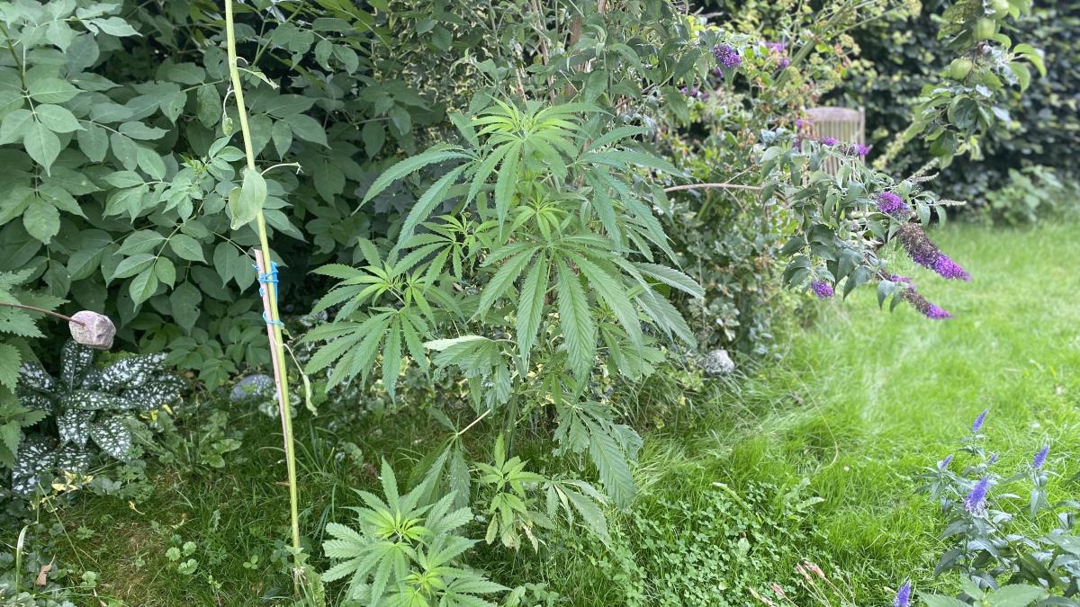 Wie eine faule Gärtnerin plötzlich Hanf entdeckte
