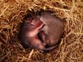 Close-Up Of Baby Field Mice In Nest PUBLICATIONxINxGERxSUIxAUTxONLY Copyright: NaturalxSelectionxDavidxSpier 1787632