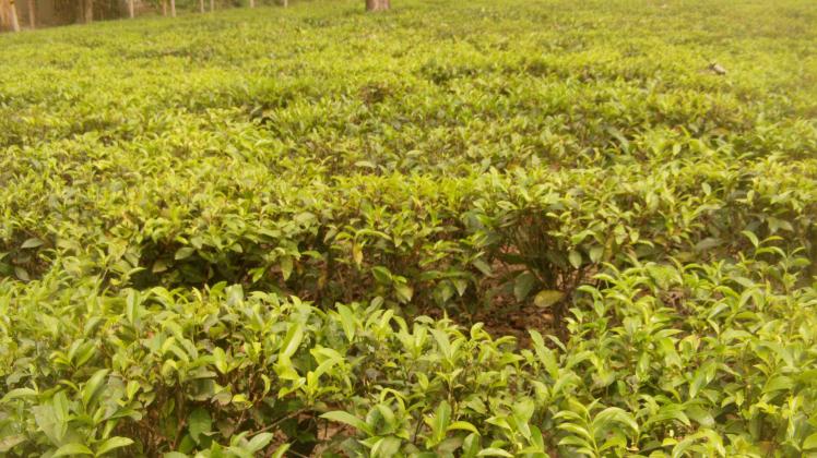 So sehen die Teeplantagen in Assam aus. 