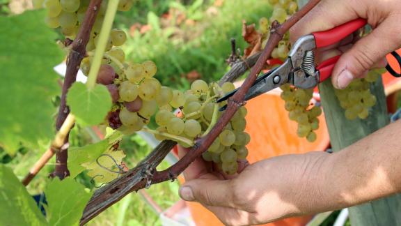 <p>ARCHIV - Die Weinlese erfolgt von Hand. Foto: Verena Wolff/dpa-tmn/Archivbild</p> Weinlese