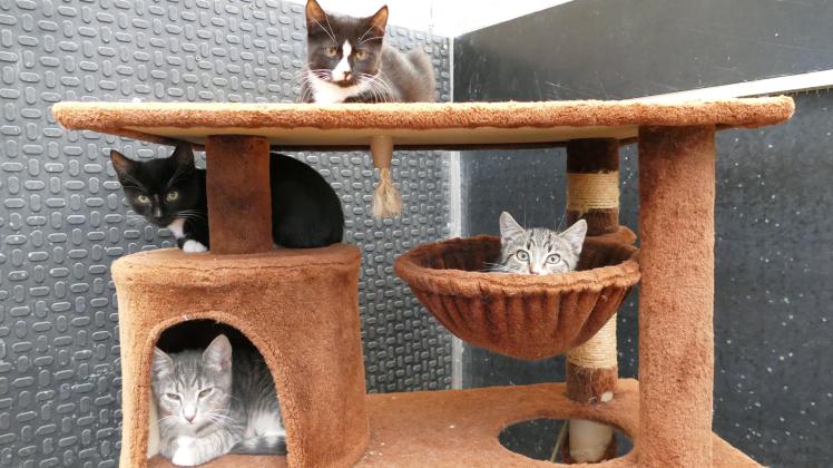 Die jungen Katzen sind im Lottihof untergekommen und suchen ein dauerhaftes Zuhause.