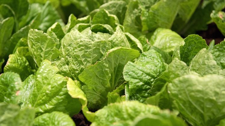 Salate fürs Gemüsebeet: Es ist noch lange nicht vorbei