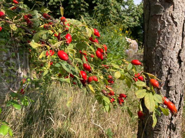 Hecken pflanzen im Herbst Garten Alternativen zum Kirschlorbeer SVZ