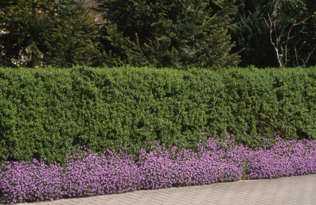 Hecken pflanzen im Herbst: Garten Alternativen zum Kirschlorbeer