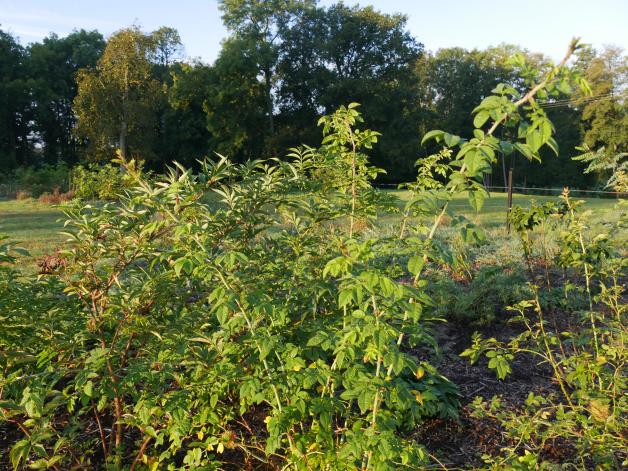 Hecken pflanzen im Herbst Garten Alternativen zum Kirschlorbeer SVZ