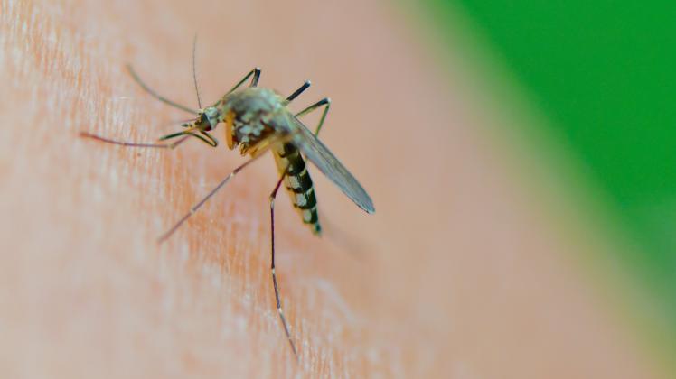 Schutz und Linderung: Was gegen Mückenstiche hilft