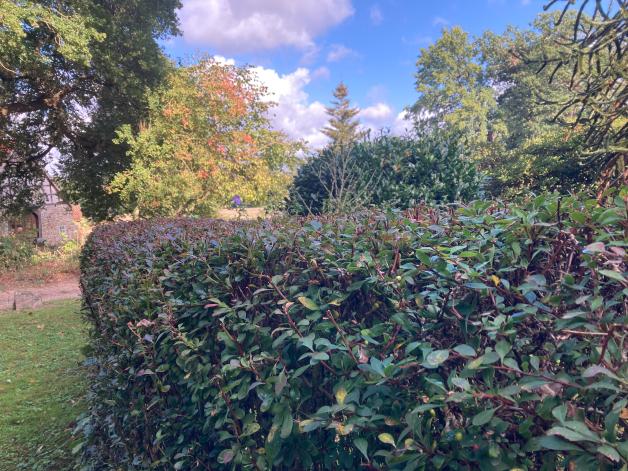 Hecken pflanzen im Herbst Garten Alternativen zum Kirschlorbeer SVZ