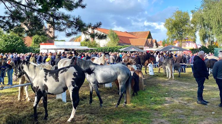 Pferde prägten das Bild des Viehmarktes am Montag in Rhede.