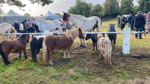 Mehr als 200 Pferde und Ponys unterschiedlichster Rassen füllten das Gelände
 des Marktes.