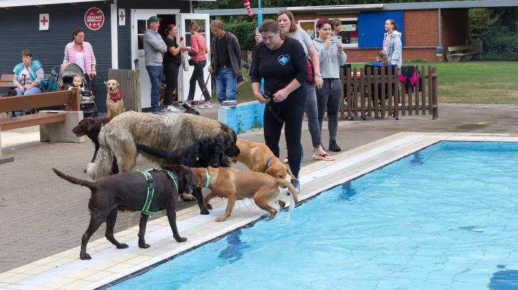 Zum ersten Hundeschwimmen im Waldbad Schledehausen kamen 106 Vierbeiner.