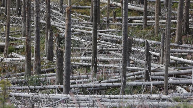 Nationalpark Harz leht großflächige Totholz-Räumung ab