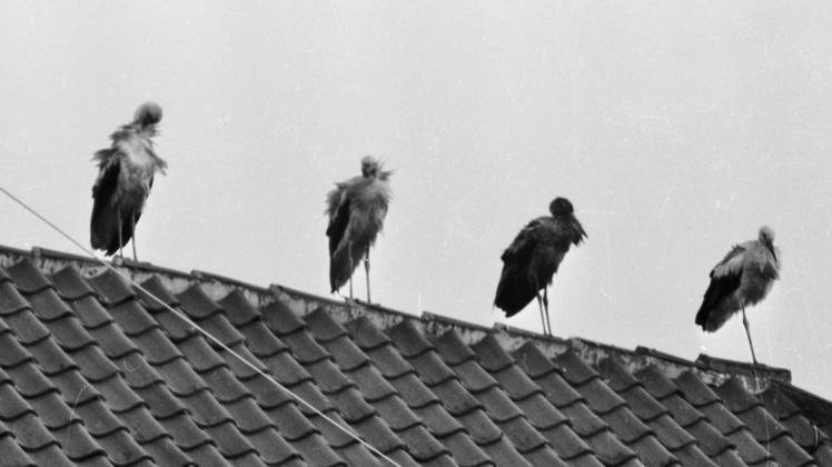 Etwas zerzaust wirken diese vier Störche, die Courier-Fotograf Walter Erben im Herbst 1962 auf einem Hausdach in Neumünster entdeckte. Damals wurde die Stadt von den Vögeln nahezu in Beschlag genommen. 