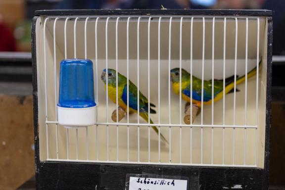 Das sind die schönsten Bilder von der Vogelbörse in Bruchmühlen